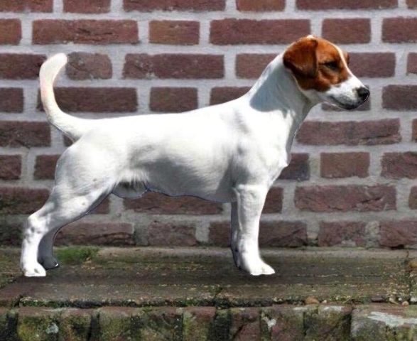 Diskay Dzheks Duke D’Jackson