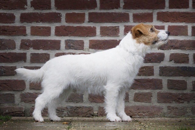 Holly Of Cathy’s Cottage