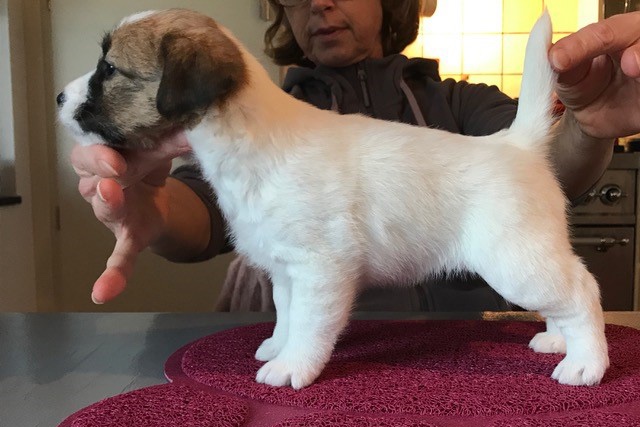 Holly Of Cathy’s Cottage als pup