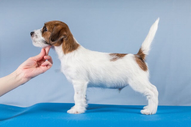 Lovely-Orange Glorious Mandrin als pup