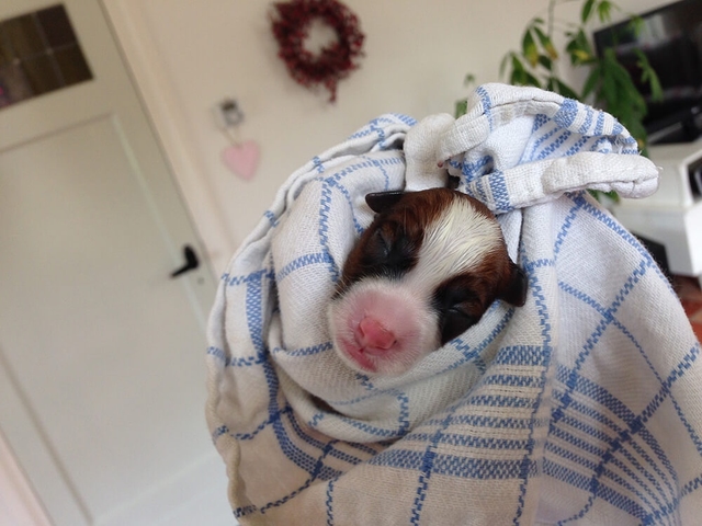 Jack Russell pup