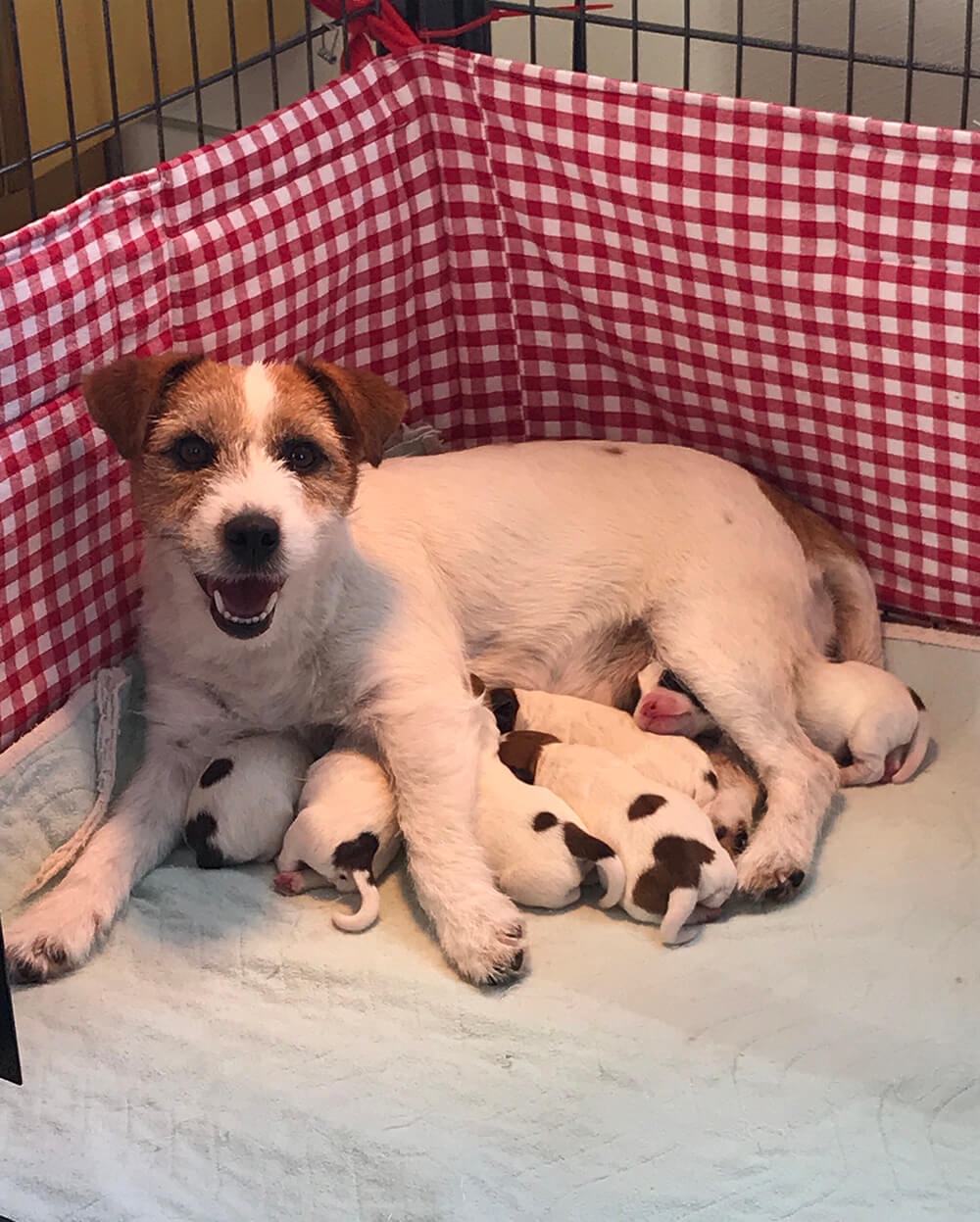 Jack Russell pup