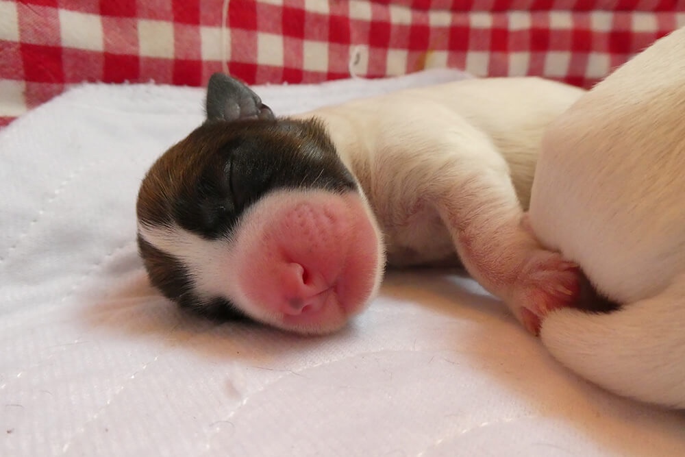 Jack Russell pup