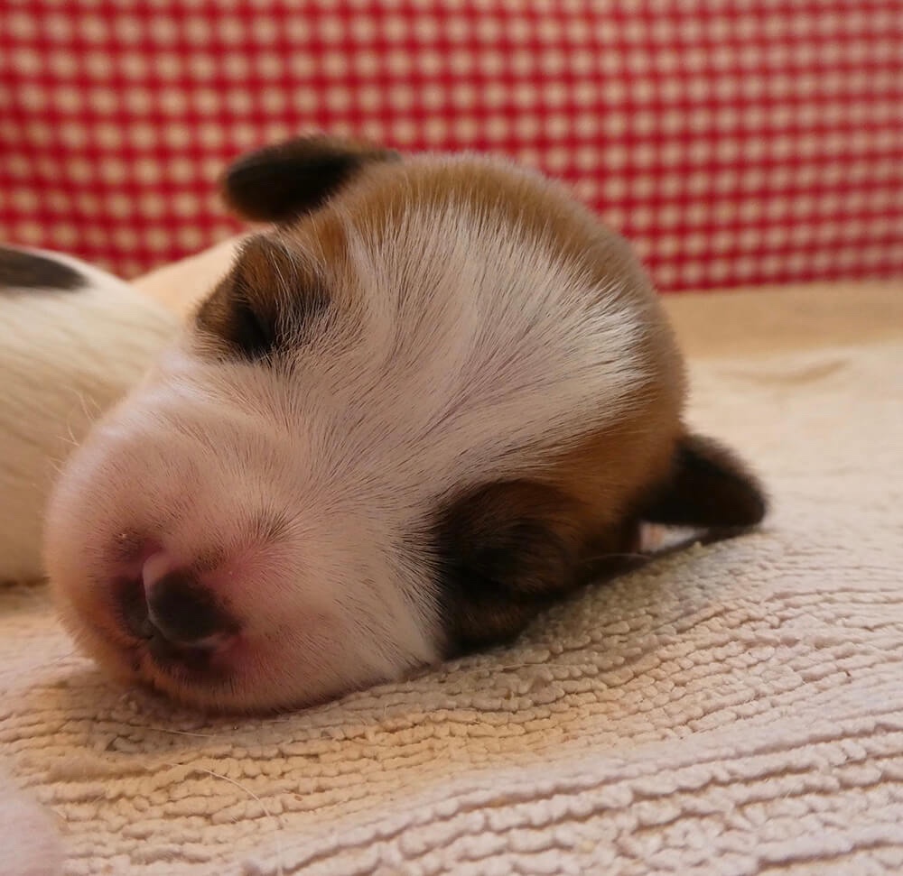 Jack Russell pup