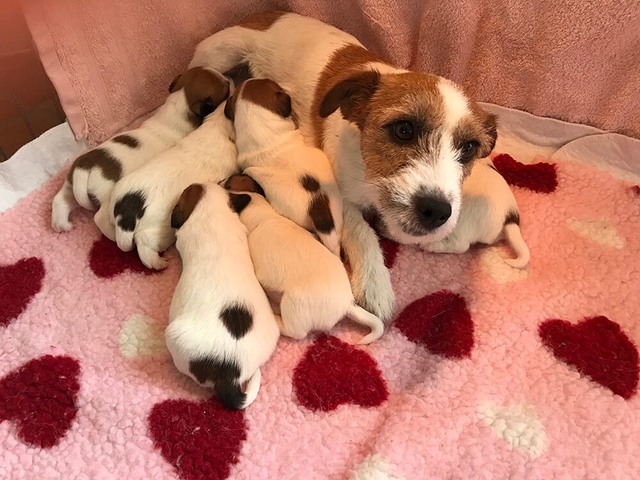 Jack Russell pup