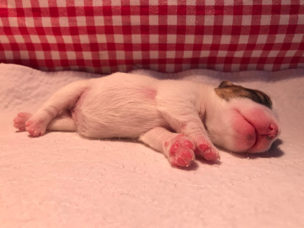 Jack Russell pup