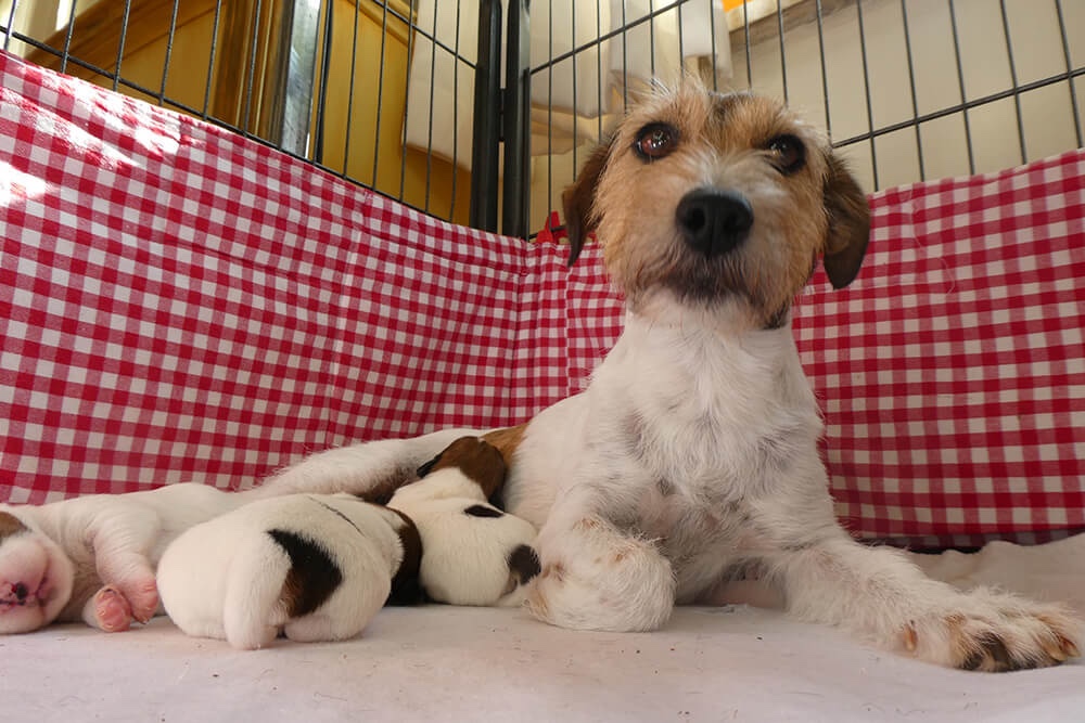 Jack Russell pup