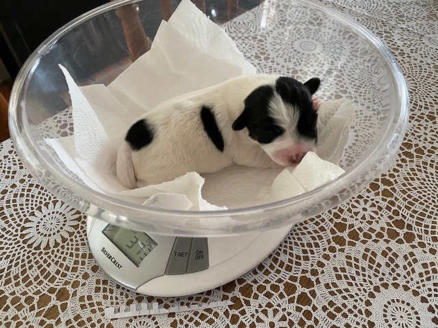 Jack Russell pup