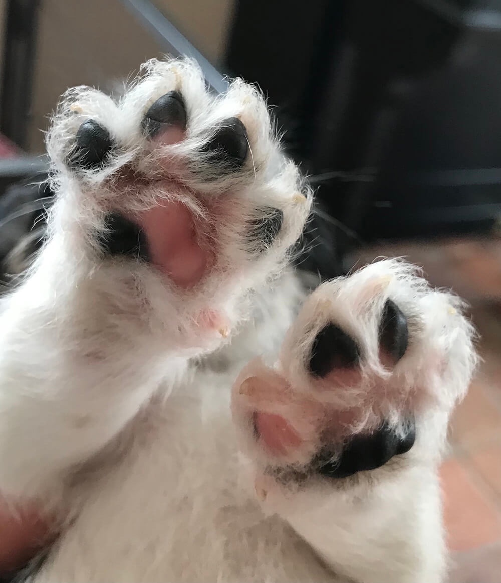 Jack Russell pup