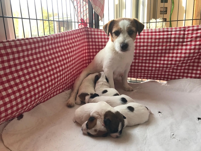 Jack Russell pup