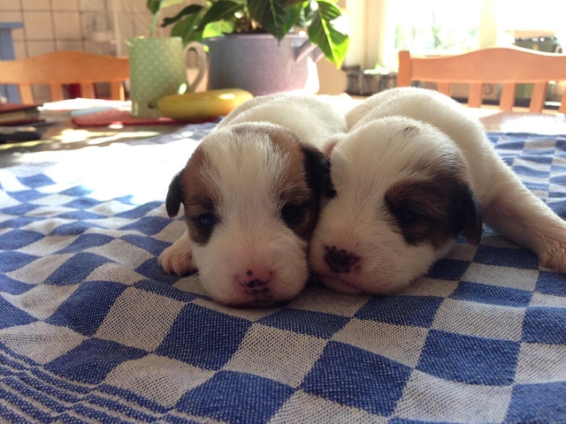 Jack Russell pup