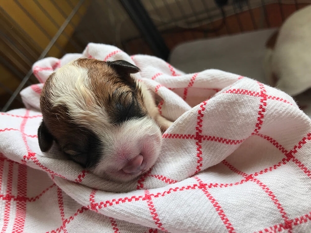 Jack Russell pup