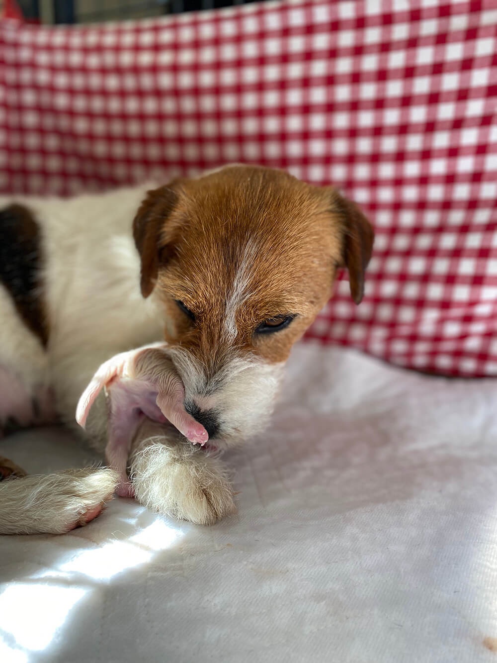 Jack Russell pup