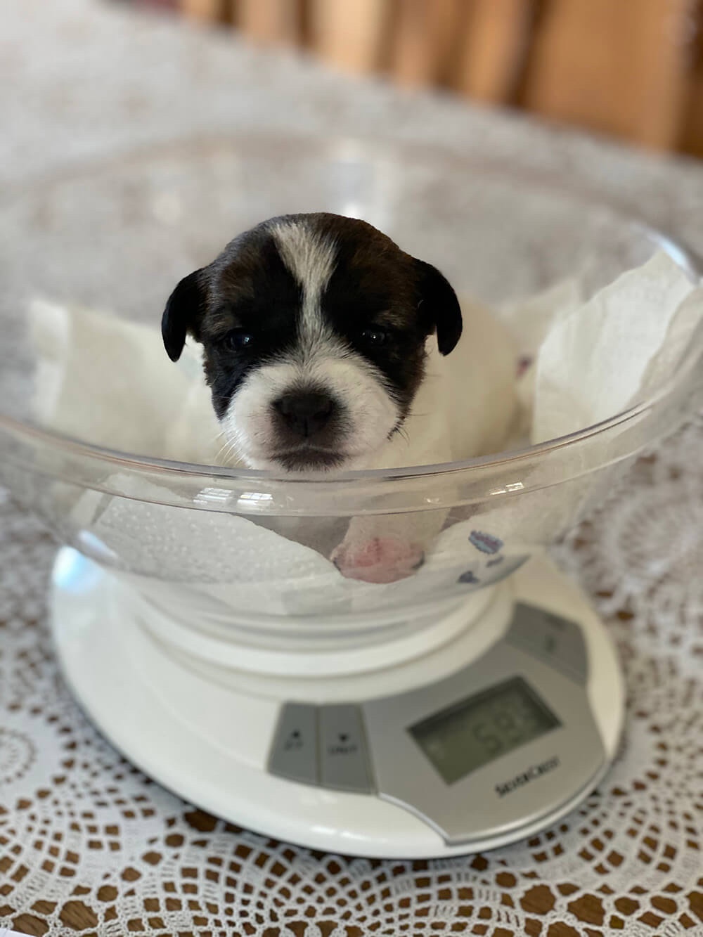 Jack Russell pup