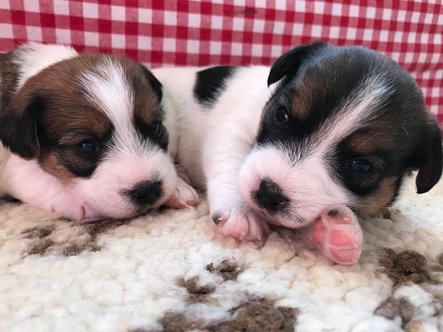 Jack Russell pup