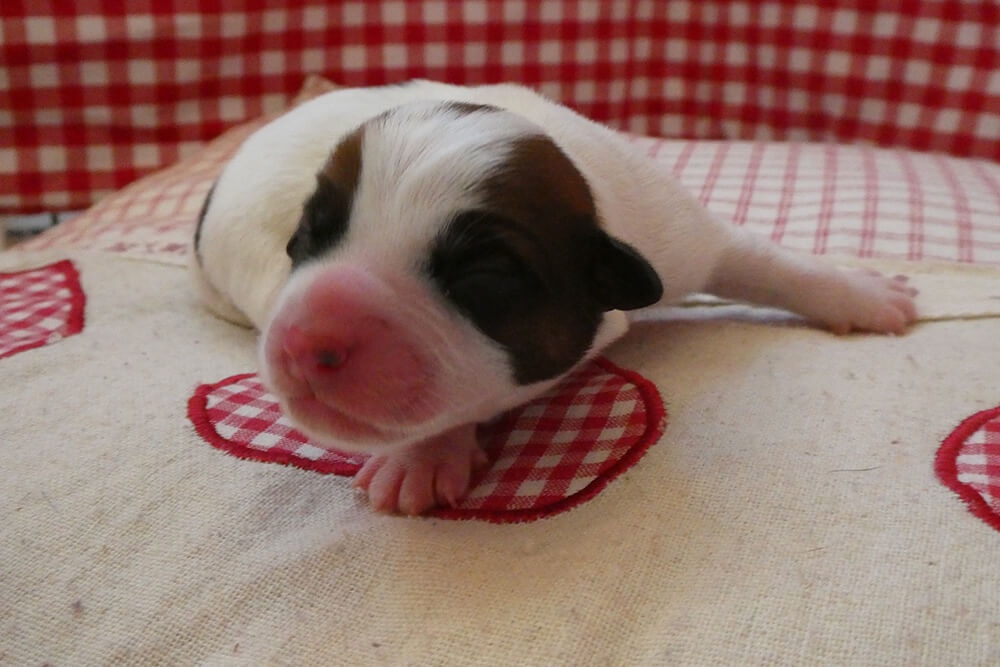 Jack Russell pup
