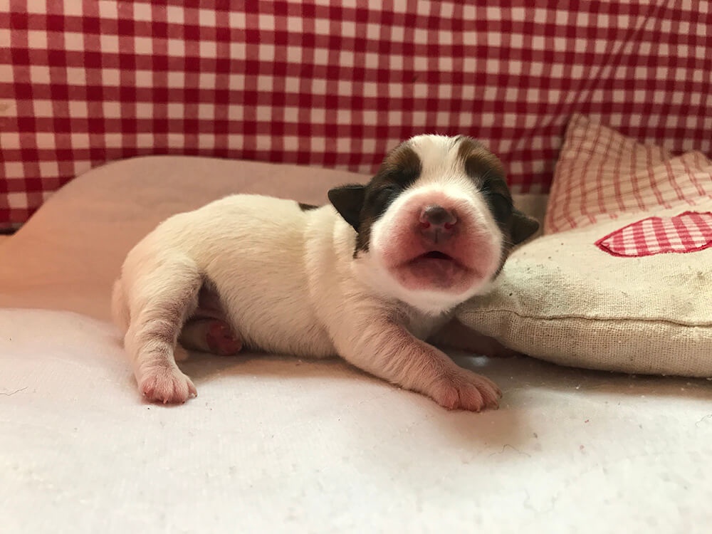 Jack Russell pup