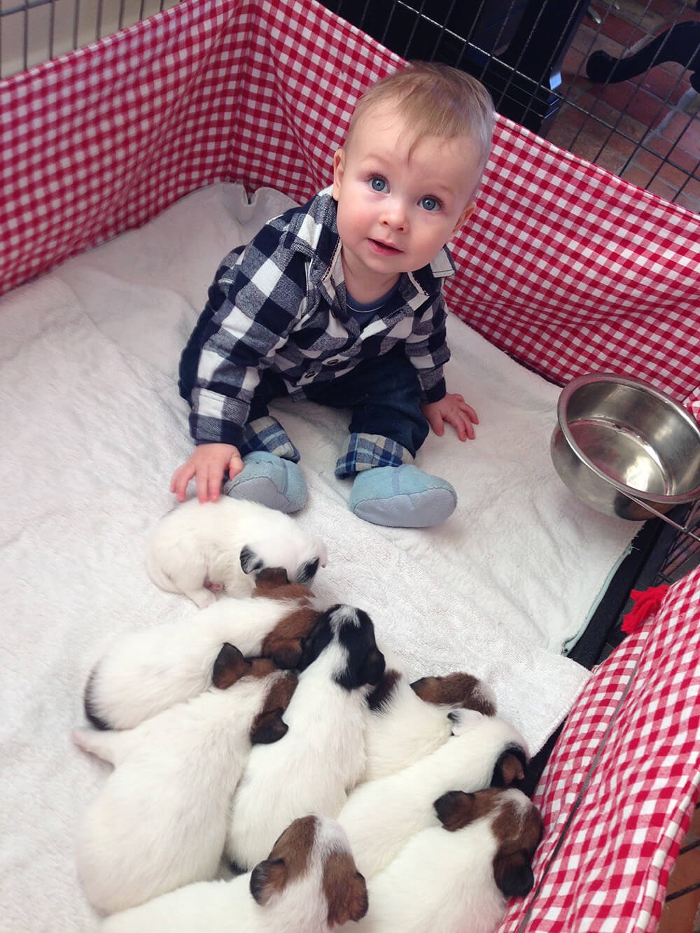 Jack Russell pup