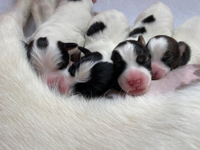 Jack Russell pup
