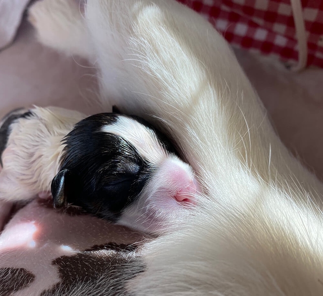Jack Russell pup