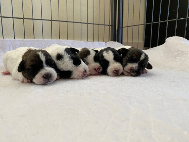Jack Russell pup