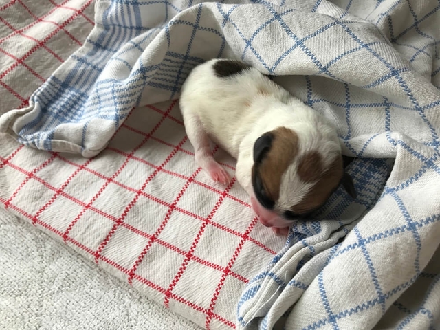 Jack Russell pup