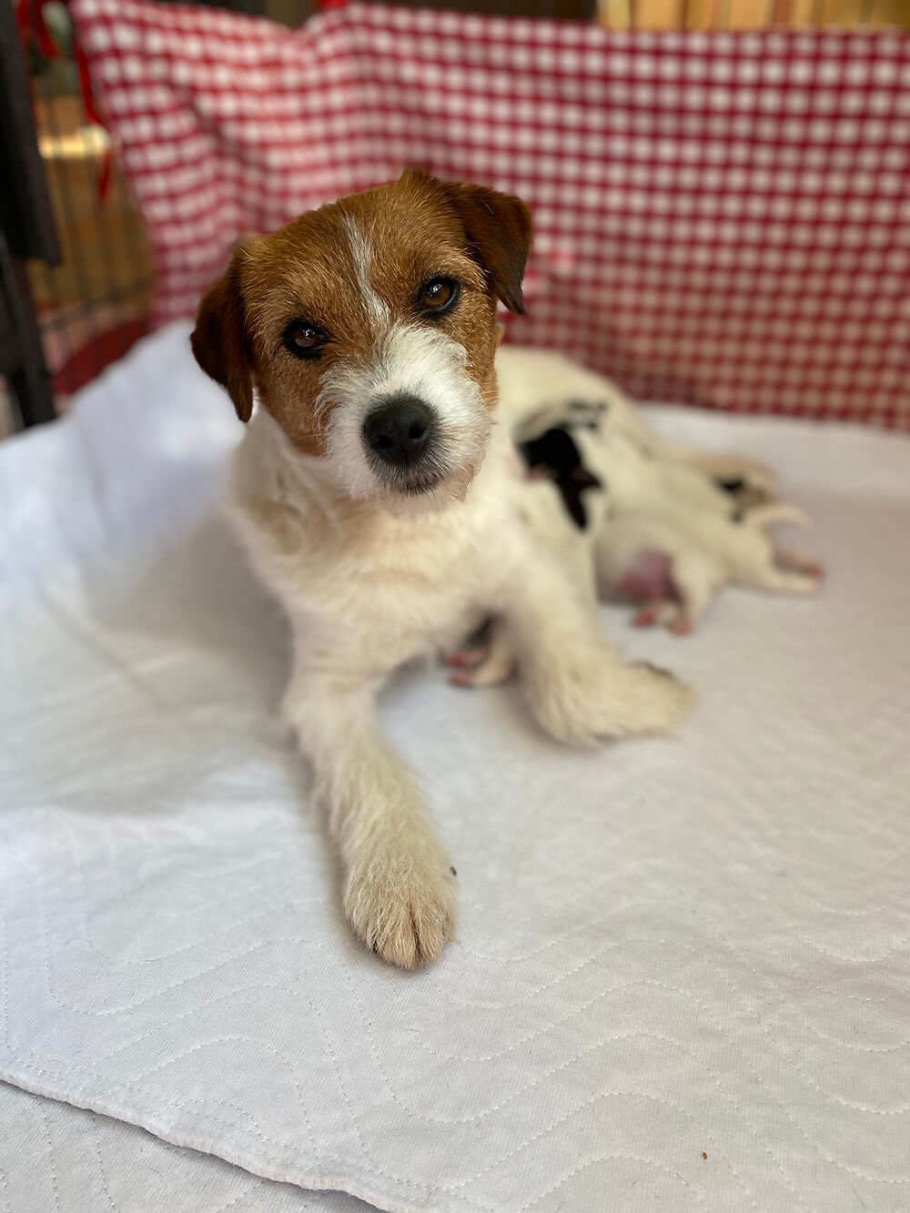 Jack Russell pup