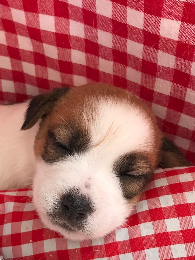 Jack Russell pup