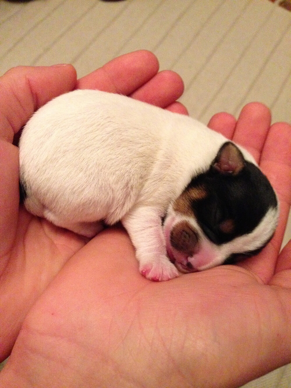 Jack Russell pup