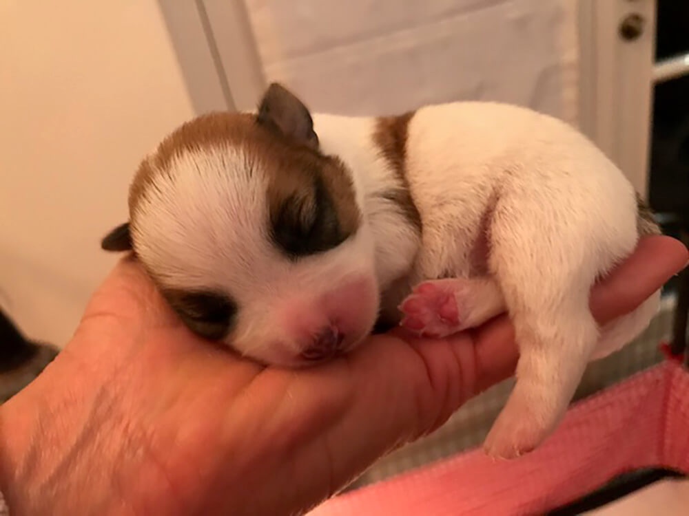 Jack Russell pup