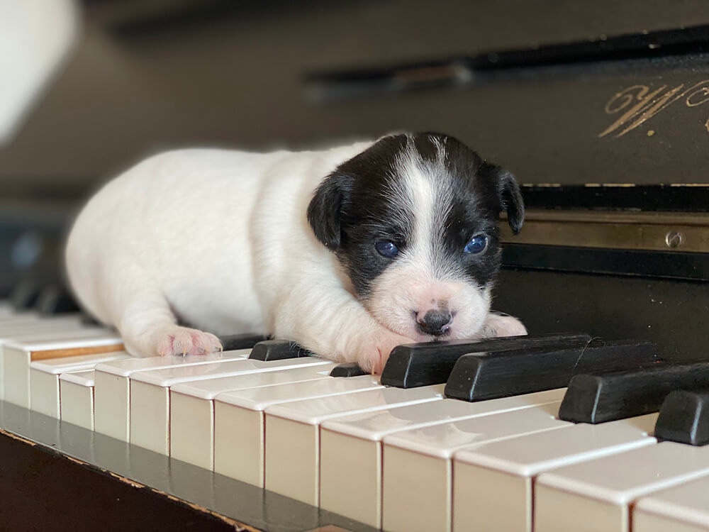 Jack Russell pup