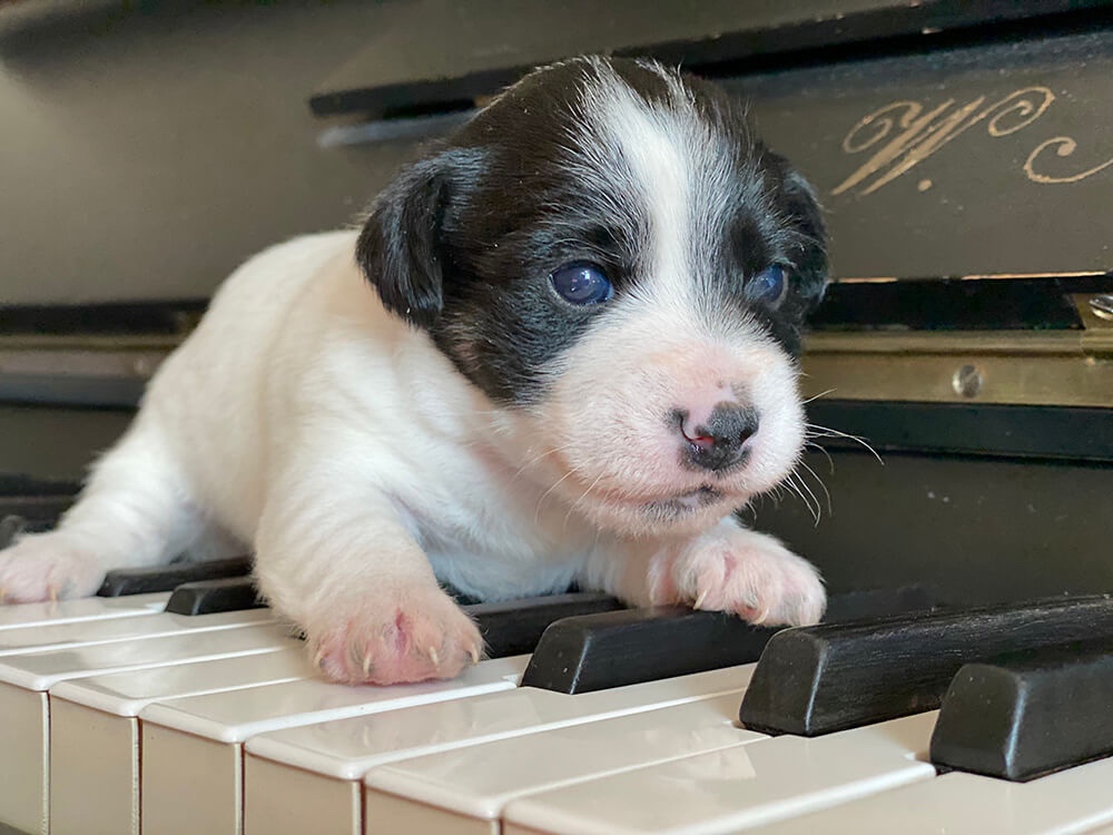 Jack Russell pup
