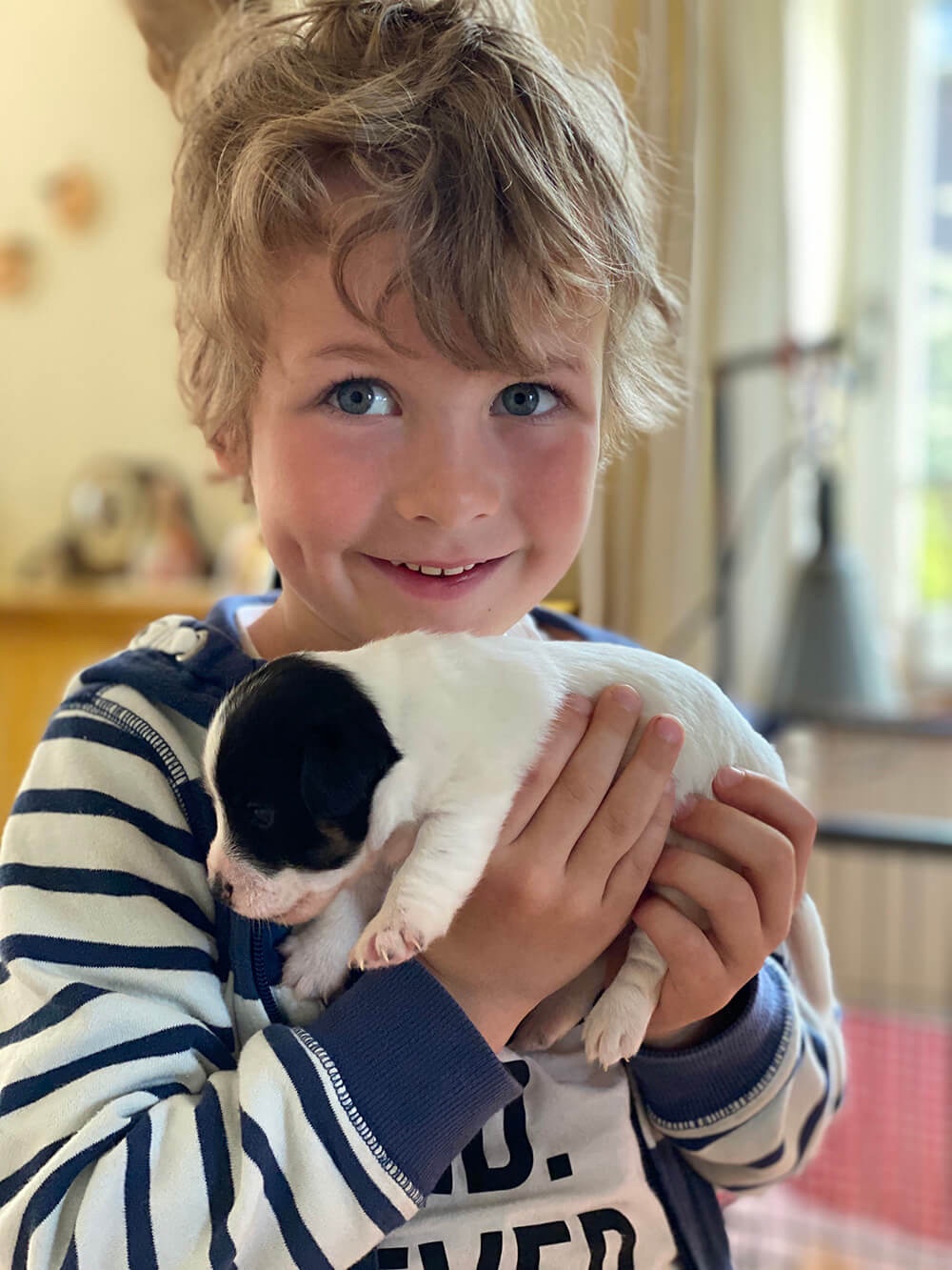 Jack Russell pup