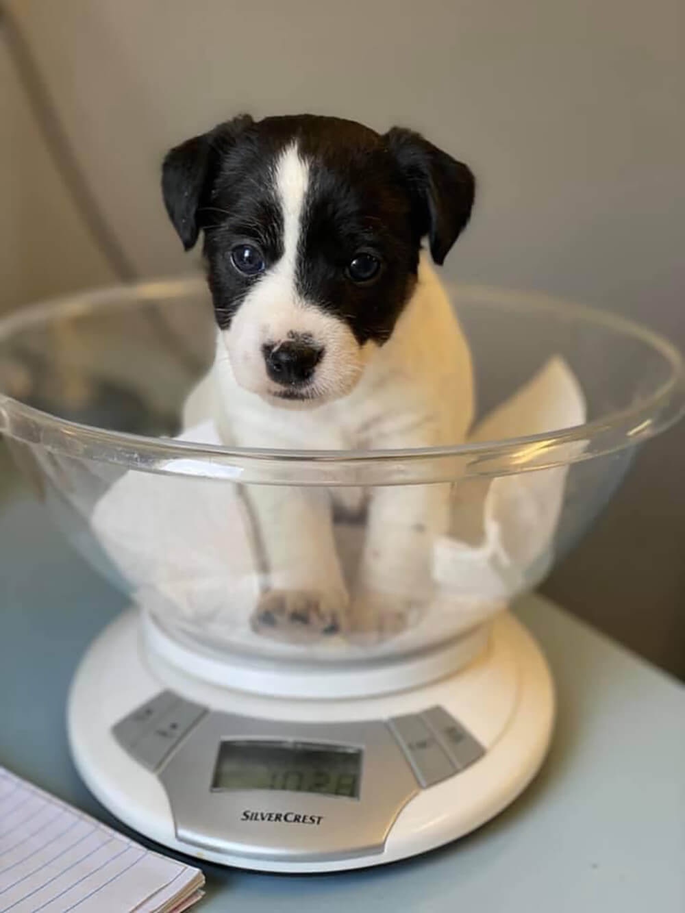 Jack Russell pup