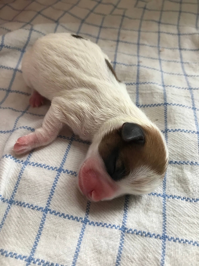Jack Russell pup