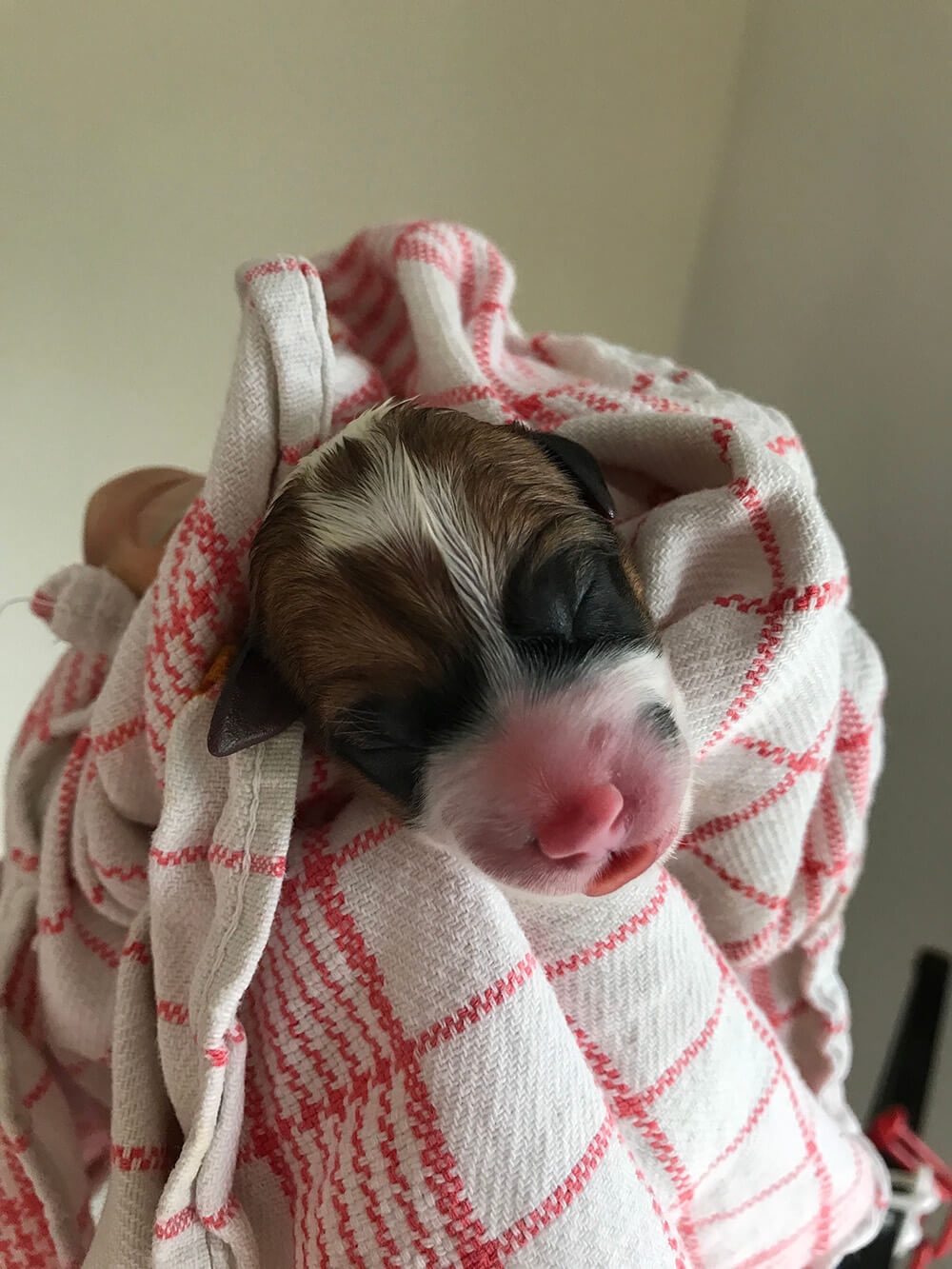 Jack Russell pup