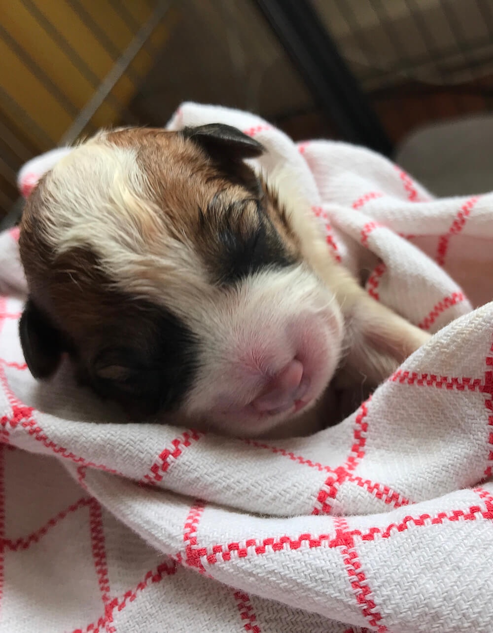 Jack Russell pup