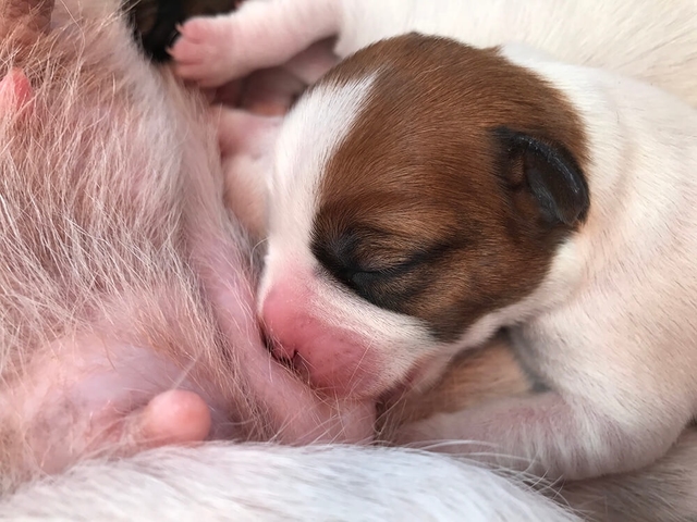 Jack Russell pup