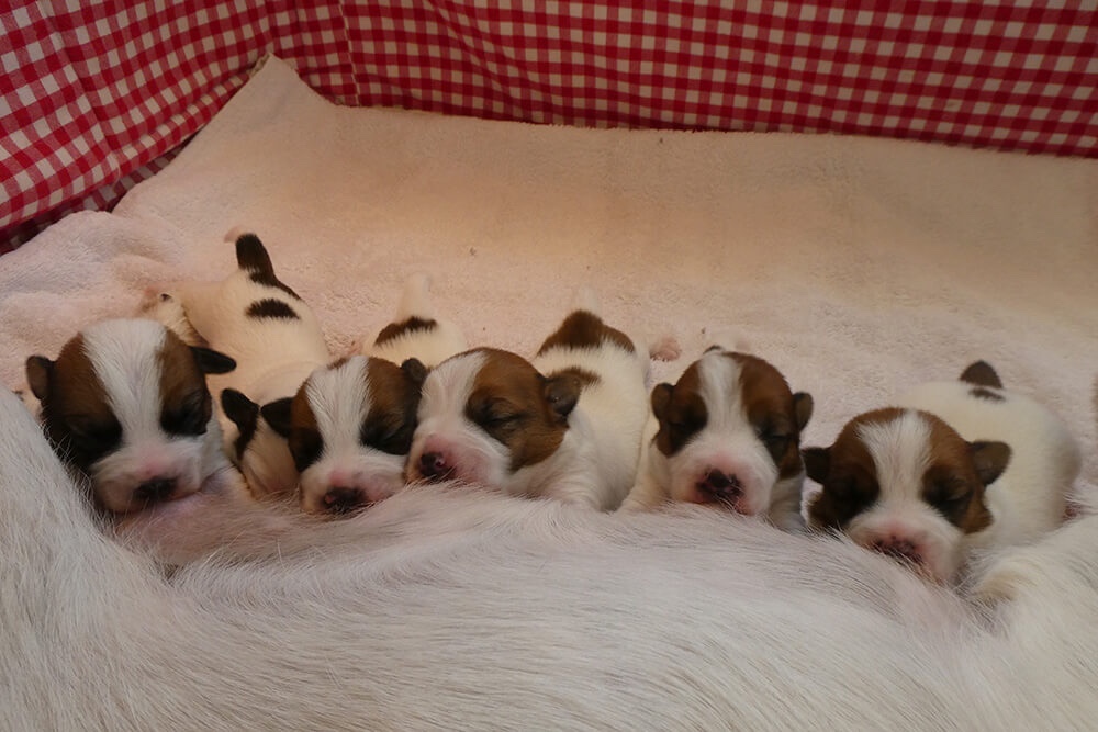 Jack Russell pup