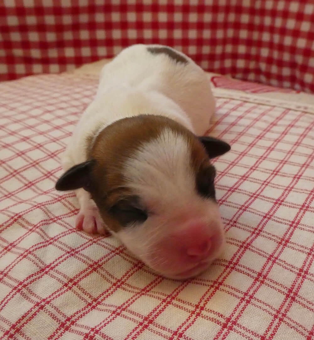 Jack Russell pup
