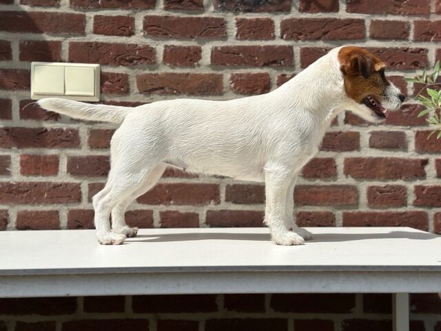 Toulouse of Cathy’s Cottage