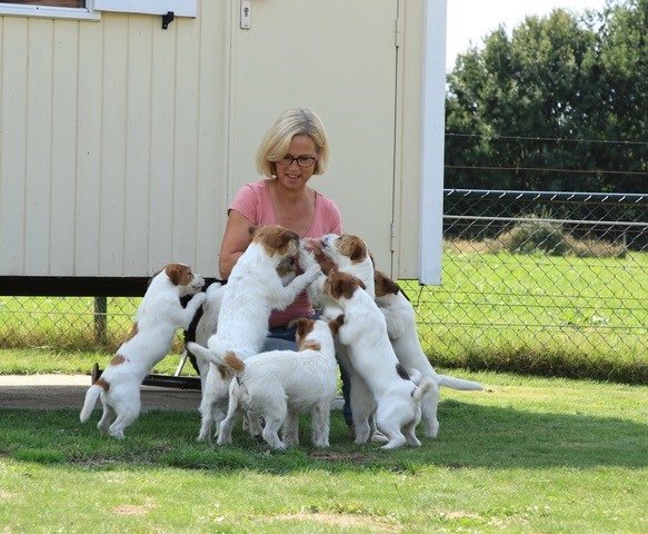 Een Jack Russell Terriër
