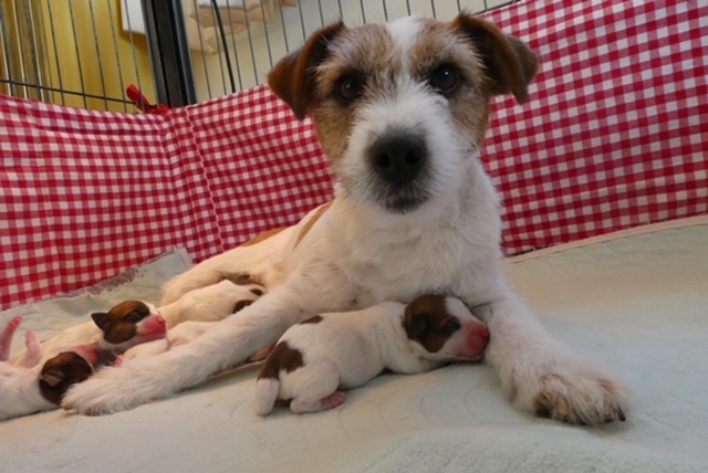 Moeder met haar pups