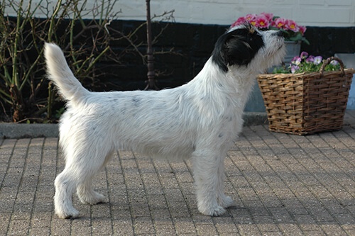 Sientje Of Cathy’s Cottage